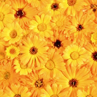 Yellow flowers