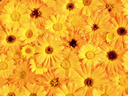 Yellow flowers - flowers, sunny, yellow, beauty