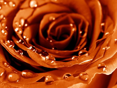 Rose - flower, drops, rose, water drops, beauty