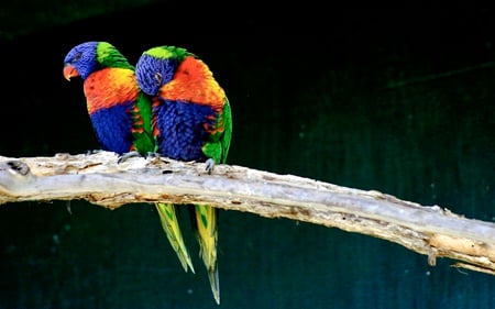 Love Birds - colorful, birds, beautiful, plumage, lorikeets, animals