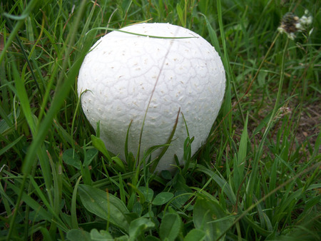 mushroom - mushroom