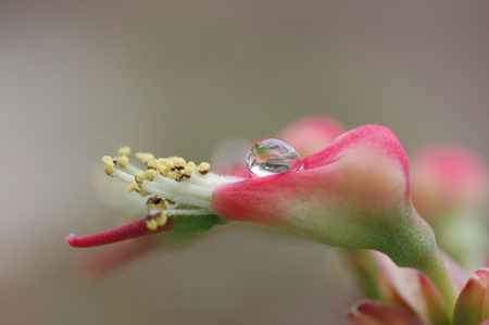 Slipper Spurge - slipper, euphorbia, spurge, slipper spurge