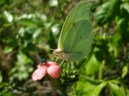 The drinks on me! - butterfly, bee, flower