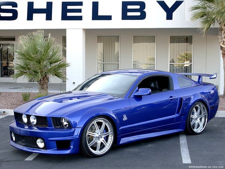 shelby