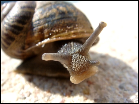 Snail - snail