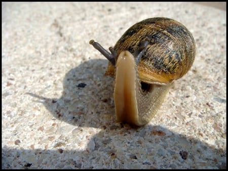 Snail - snail