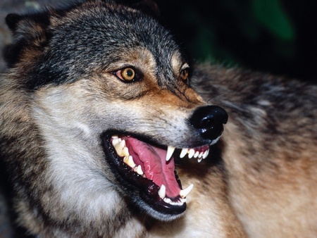 Threatening wolf - animals, wolf, wild, threat