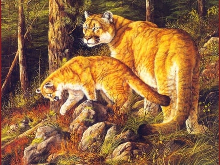 Mountain lions - nature, puma, mountain lion, cougar, wild, animals