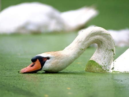 Beautiful swan - swan, animals, water, bird, white, nature, green, single, birds