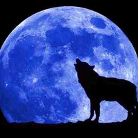 WOLF BY THE LIGHT OF THE BLUE MOON