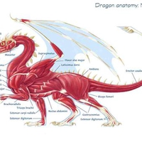 DRAGON ANATOMY OF THE MUSCELS