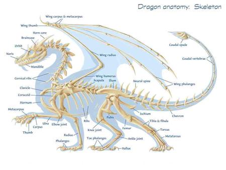 dragon skeleton