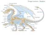 dragon skeleton