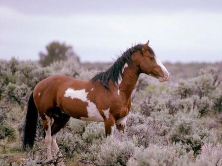 mustang - nature, horse, animals, mustang