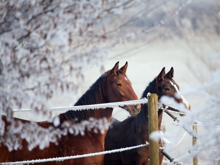 horses in winter - winter, nature, horses, snow, animals