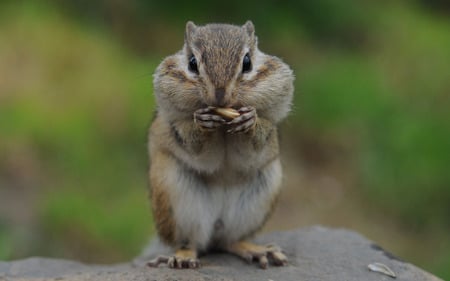  Chipmunk - cute, rodent, chipmunk