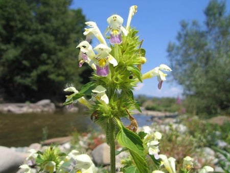 Galeopsis tetrahit - herbs