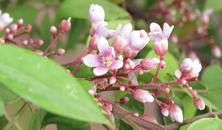 flowers of starfruit - starfruit, fruit, leaf, flower, sweet