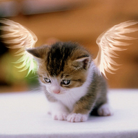 Angel Kitty