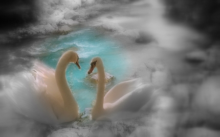 Swans