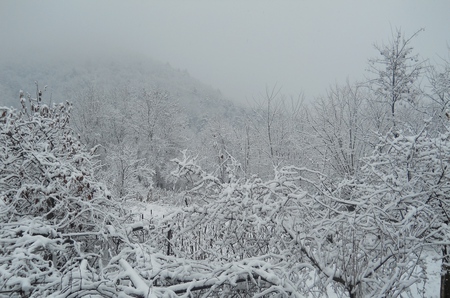 white chaos - white, sky, forest, trees