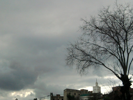 giant tree - sky, tree, people, forest