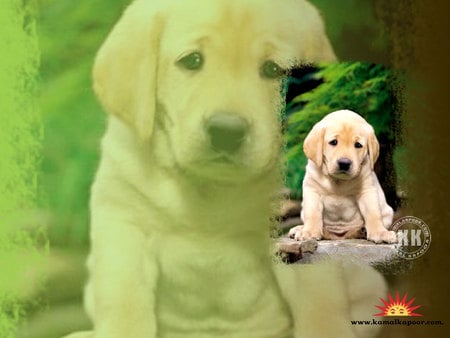 Sweet labrador - labrador, puppy, dog, animal, pet