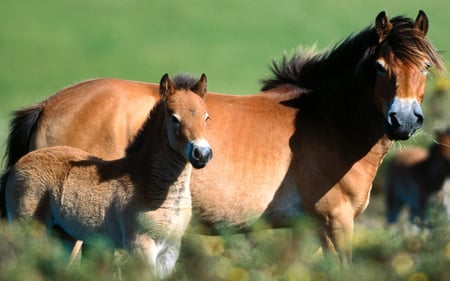 The Shetland Pony - shetland horses, wild horses, horses, ponies, riding ponies