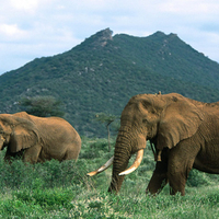 2 Elephants in Mountain