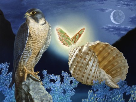 Bird Of Prey - moon, conch, butterfly, cloud, falcon