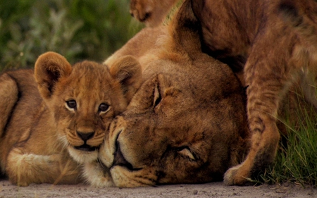 Shhhhhhhhhhhhh!! MAMA SLEEPING! - sleeping, closeup, cubs, lion, playing, lioness