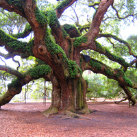 tree-angel-oak