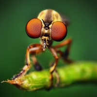 insects-fly-Thomas-Shahan