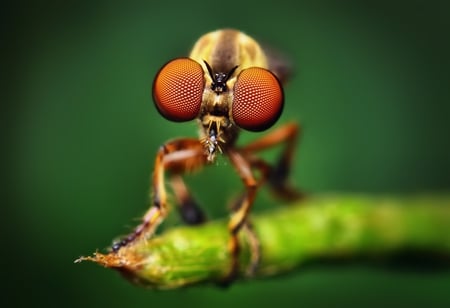 insects-fly-Thomas-Shahan - detail, green, macro, eyes, insect, leaf, animals