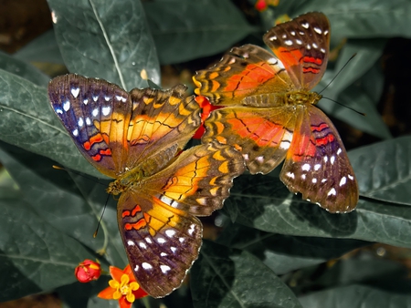 butterfly-love-spettacolopuro - detail, colour, butterflies, macro, leaf, flower, animals