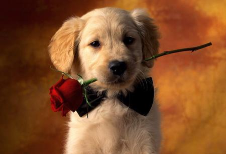 Rose for you - love, present, rose, surprise, romantic, dog, red, orange, flower