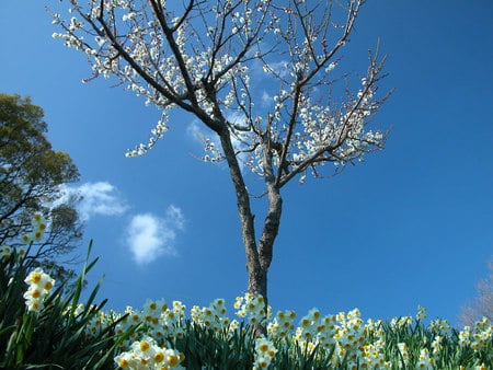 daffodils & cherry blossoms - clouds, cherry blossoms, beautiful, field, blue sky, tree, daffodils