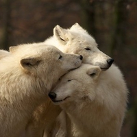 Wolf Love