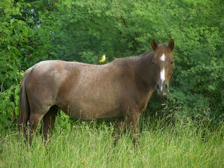 roan mare - horses, animals, in field, roan mare