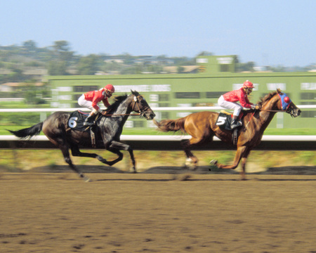 horses racing - 2 racehorses, horses, on racetrack, animals