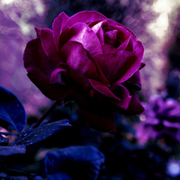 Purple rose