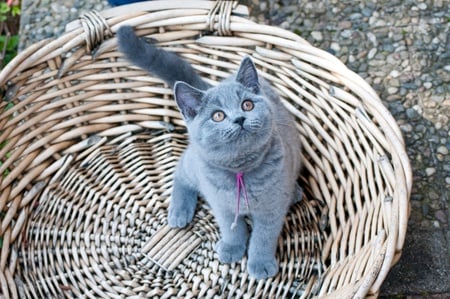 waiting on ancasimona - grey kitten, beautiful, backyard, basket, staying