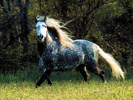 dappled gray horse - horses, dappled gray, field, animals