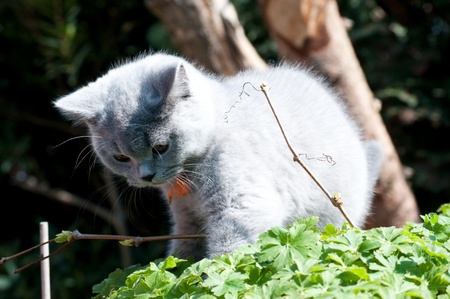 little grey for Tamara - sitting, grey kitten, beautiful, greens, backyard, little