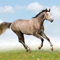 Gray Horse In Field