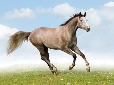 Gray Horse In Field - horses, field, gray horse, animals