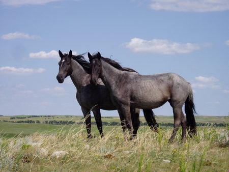 two blue roan Nokotas - horses, field, 2 horses, animals