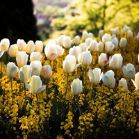 SPRING TULIPS