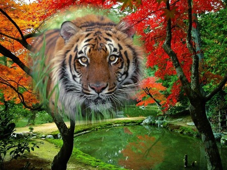 Tiger on landscape - nature, autumn, forest, tree, tiger