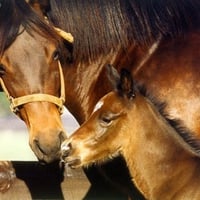 Bay Mare And Foal Quarter Horses